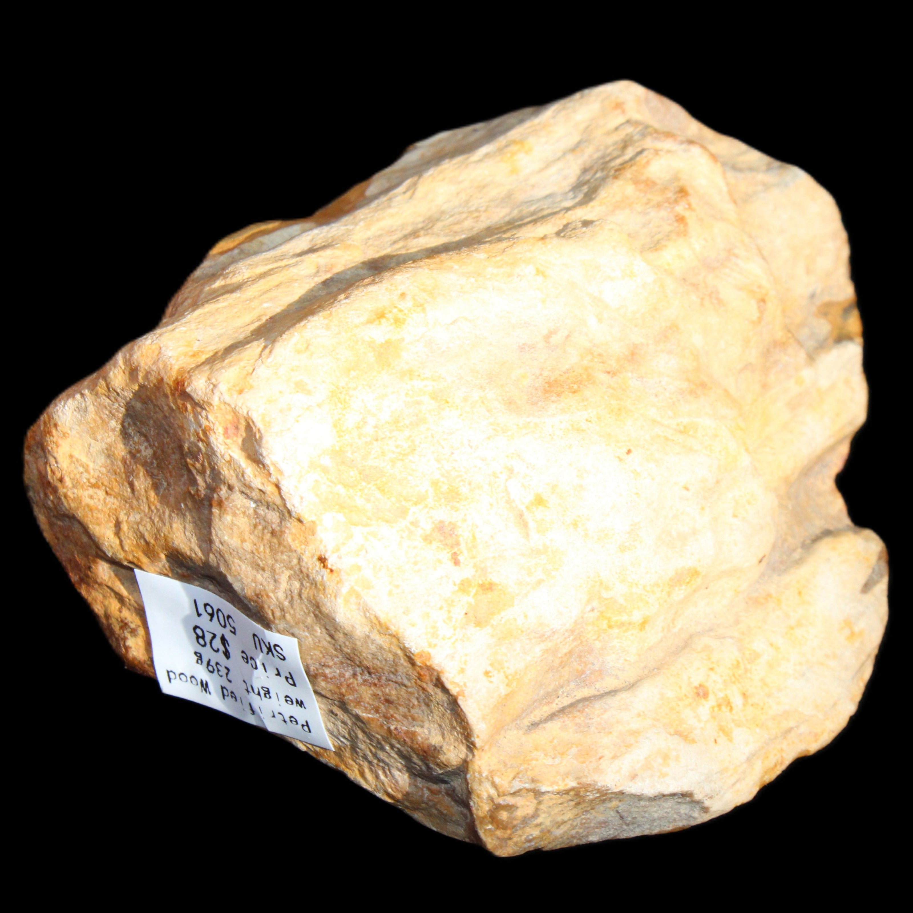 Petrified Wood unpolished from Queensland 72*61*37mm 223g in sunlight - Rocks and Things Store