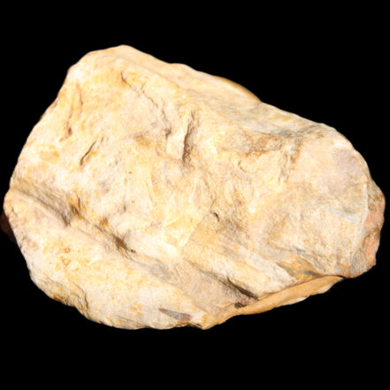 Petrified Wood unpolished from Queensland 72*61*37mm 223g in sunlight - Rocks and Things Store