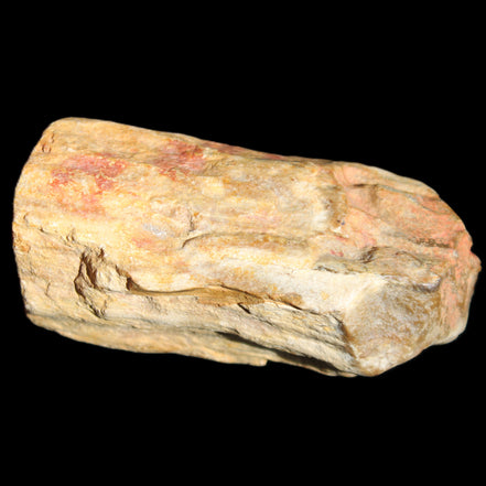Petrified Wood unpolished from Queensland 72*61*37mm 223g in sunlight - Rocks and Things Store