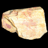 Petrified Wood unpolished from Queensland 72*61*37mm 223g in sunlight - Rocks and Things Store