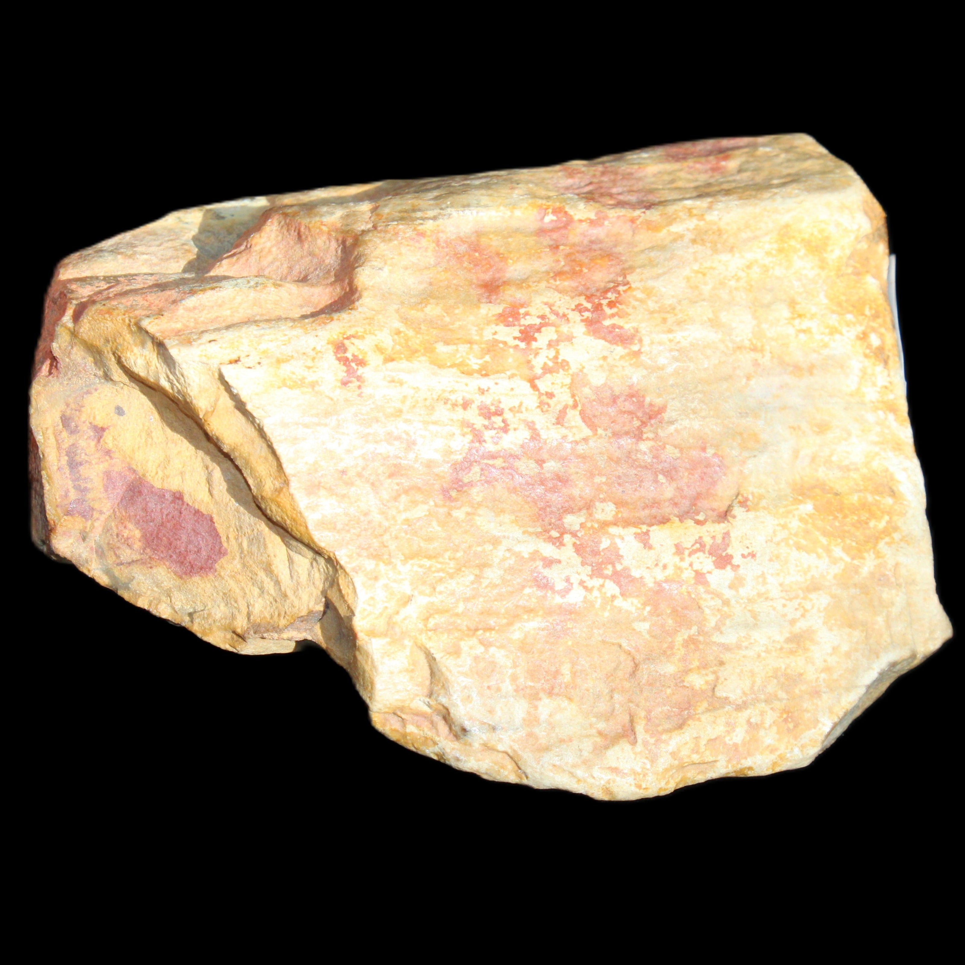 Petrified Wood unpolished from Queensland 72*61*37mm 223g in sunlight - Rocks and Things Store
