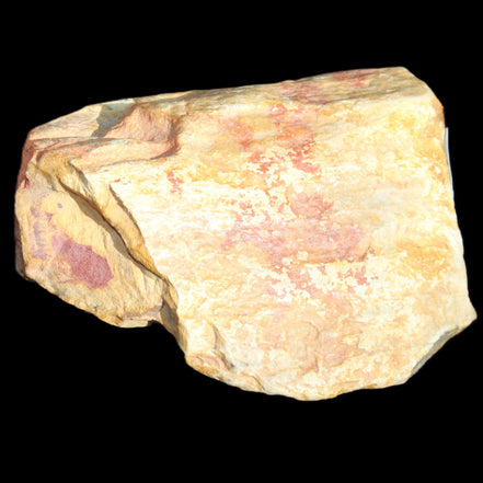 Petrified Wood unpolished from Queensland 72*61*37mm 223g in sunlight - Rocks and Things Store