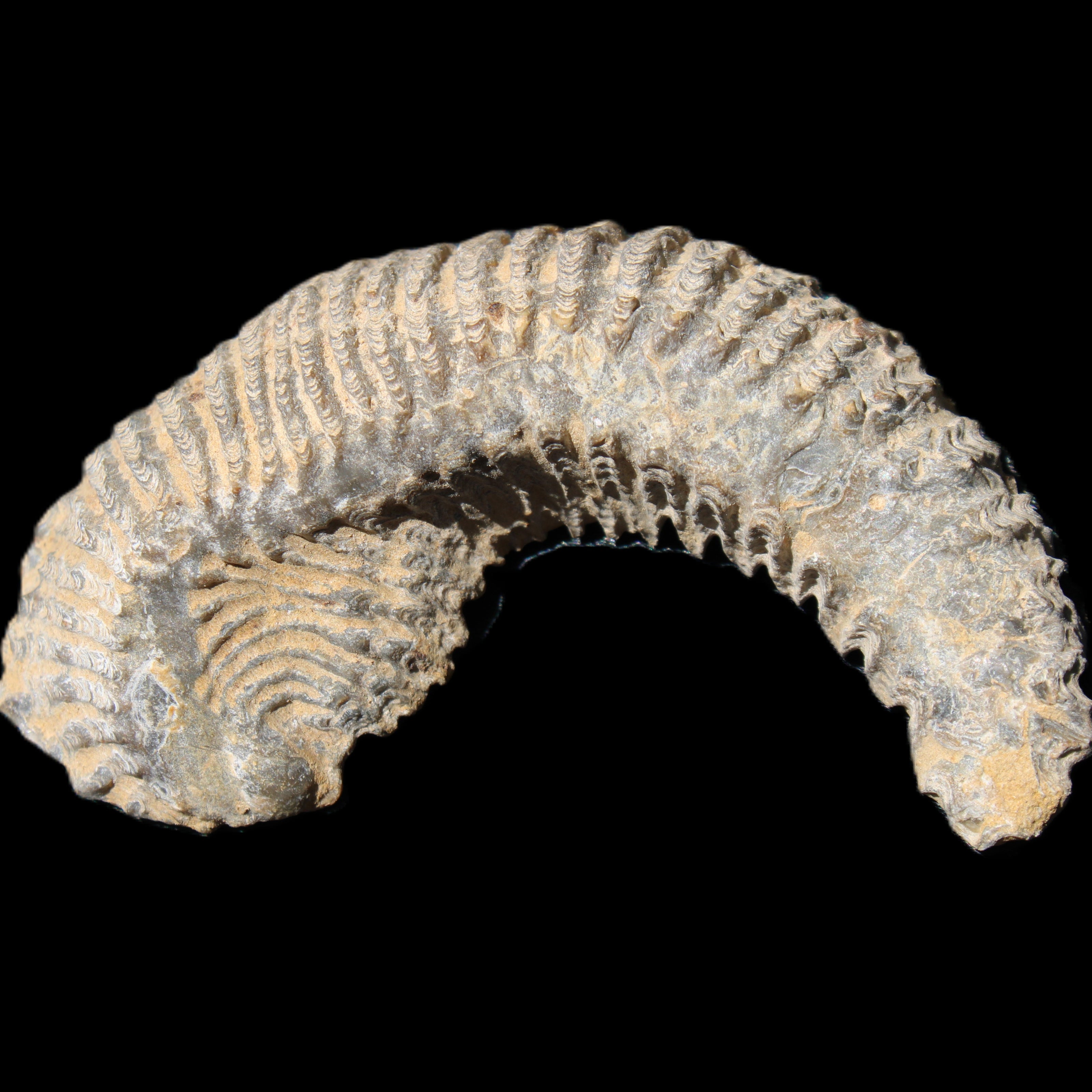 Zipper Oyster half from Madagascar 81*33*15mm 43g in sunlight - Rocks and Things Store