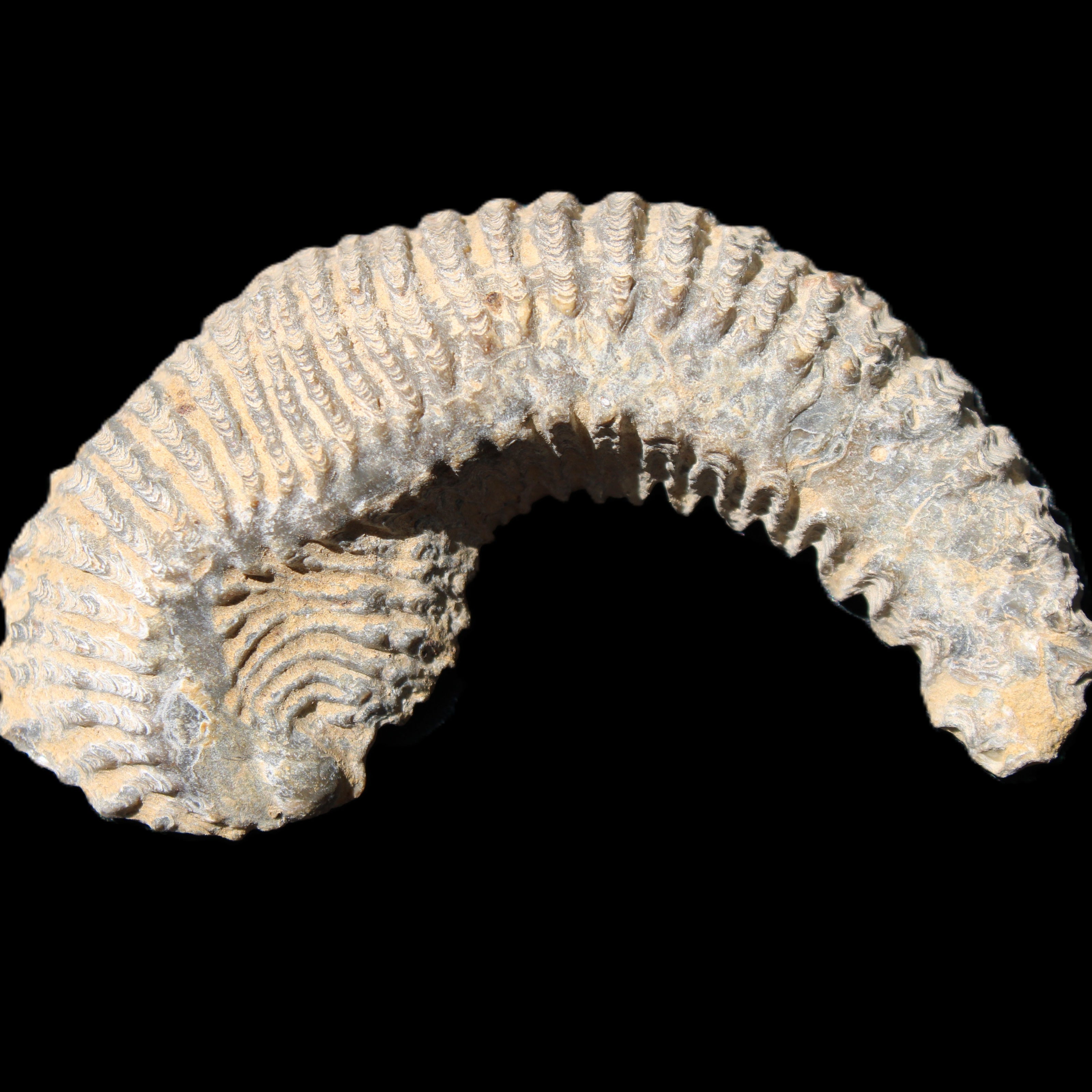 Zipper Oyster half from Madagascar 81*33*15mm 43g in sunlight - Rocks and Things Store