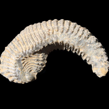 Zipper Oyster half from Madagascar 81*33*15mm 43g in sunlight - Rocks and Things Store