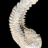 Zipper Oyster half from Madagascar 81*33*15mm 43g in sunlight - Rocks and Things Store