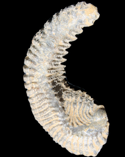 Zipper Oyster half from Madagascar 81*33*15mm 43g in sunlight - Rocks and Things Store