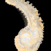 Zipper Oyster half from Madagascar 81*33*15mm 43g in sunlight - Rocks and Things Store