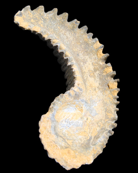 Zipper Oyster half from Madagascar 81*33*15mm 43g in sunlight - Rocks and Things Store
