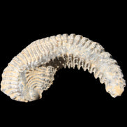 Zipper Oyster half from Madagascar 81*33*15mm 43g in sunlight - Rocks and Things Store