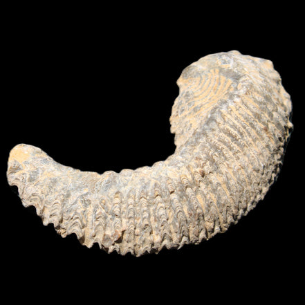 Zipper Oyster half from Madagascar 81*33*15mm 43g in sunlight - Rocks and Things Store
