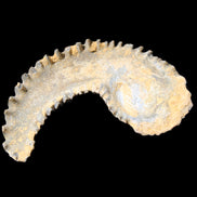 Zipper Oyster half from Madagascar 81*33*15mm 43g in sunlight - Rocks and Things Store