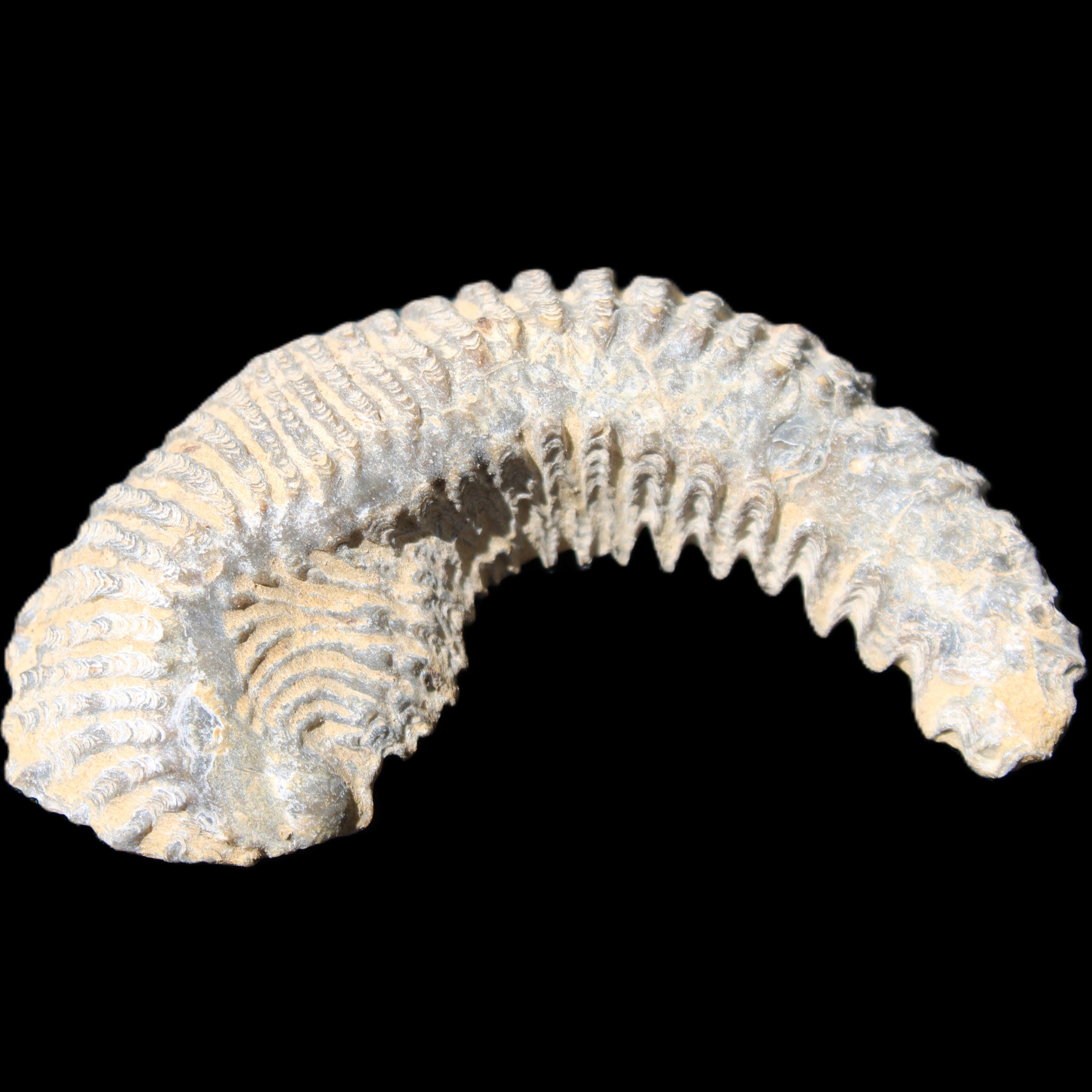 Zipper Oyster half from Madagascar 81*33*15mm 43g in sunlight - Rocks and Things Store