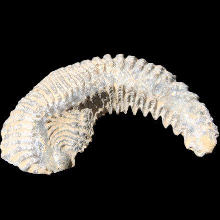 Zipper Oyster half from Madagascar 81*33*15mm 43g in sunlight - Rocks and Things Store