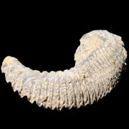 Zipper Oyster half from Madagascar 81*33*15mm 43g in sunlight - Rocks and Things Store