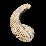 Zipper Oyster half from Madagascar 81*33*15mm 43g in sunlight - Rocks and Things Store