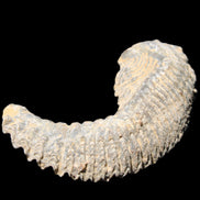 Zipper Oyster half from Madagascar 81*33*15mm 43g in sunlight - Rocks and Things Store