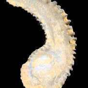 Zipper Oyster half from Madagascar 81*33*15mm 43g in sunlight - Rocks and Things Store