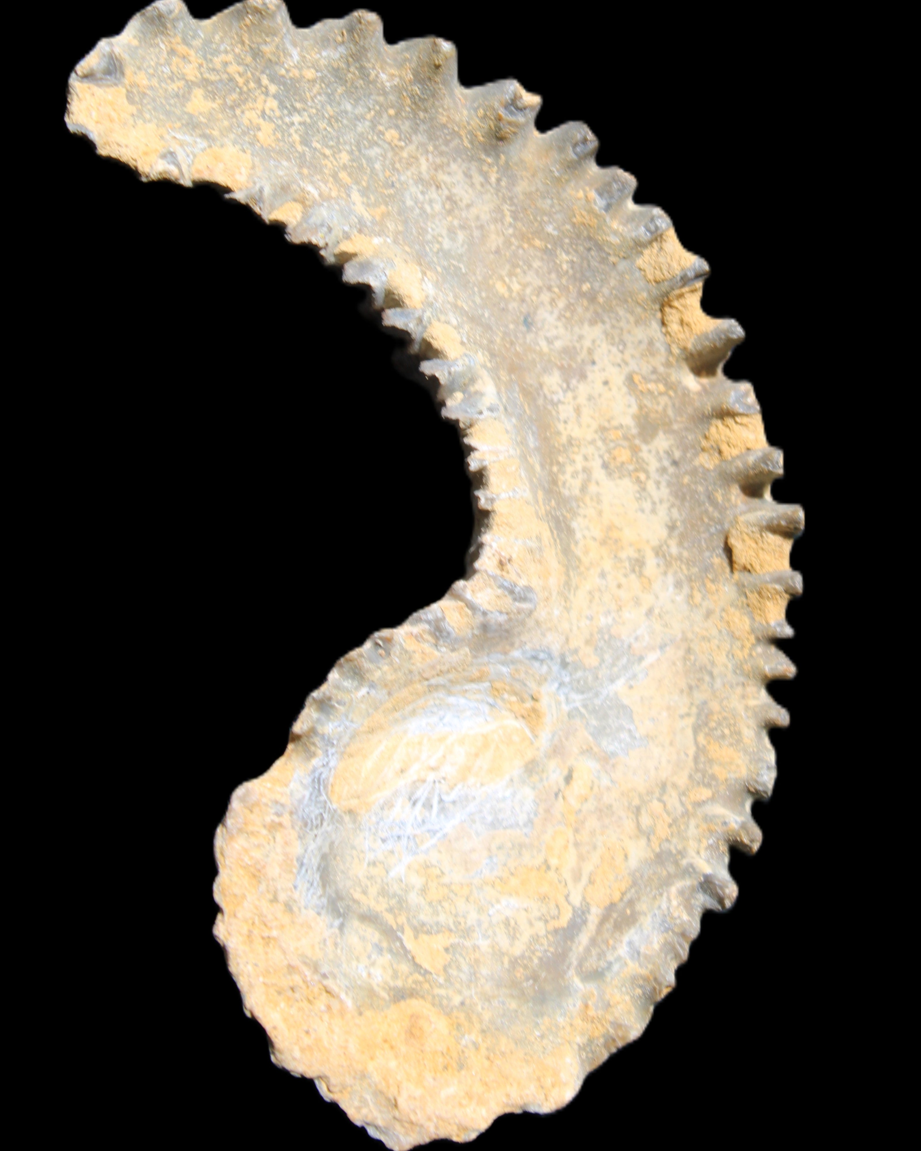 Zipper Oyster half from Madagascar 81*33*15mm 43g in sunlight - Rocks and Things Store