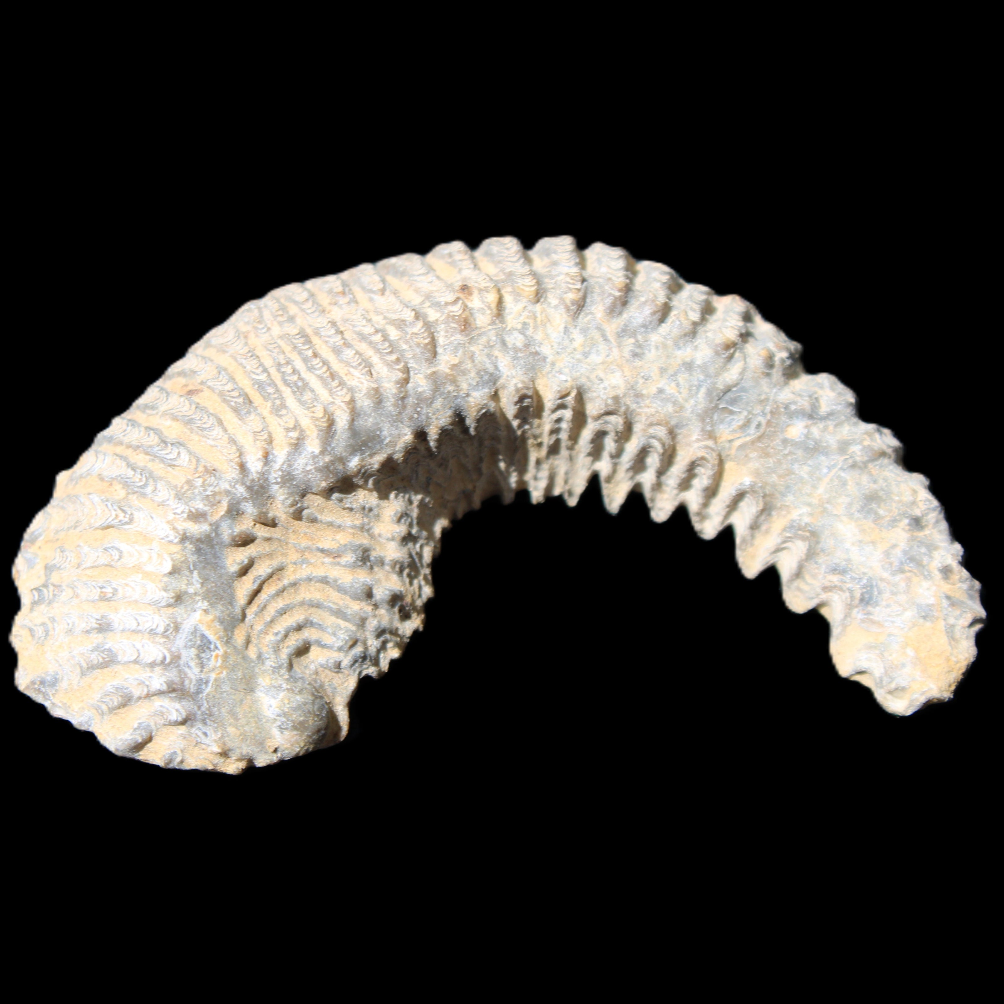 Zipper Oyster half from Madagascar 81*33*15mm 43g in sunlight - Rocks and Things Store