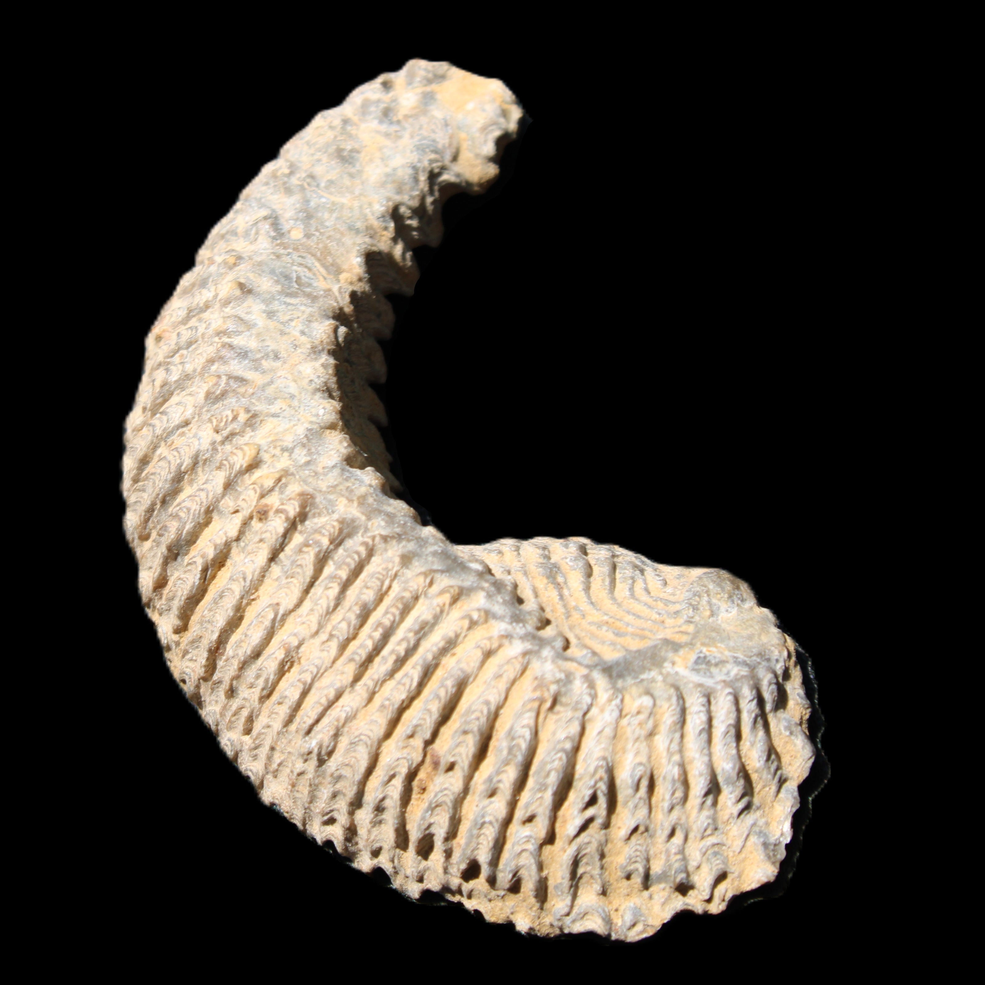 Zipper Oyster half from Madagascar 81*33*15mm 43g in sunlight - Rocks and Things Store
