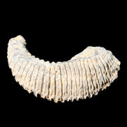 Zipper Oyster half from Madagascar 81*33*15mm 43g in sunlight - Rocks and Things Store