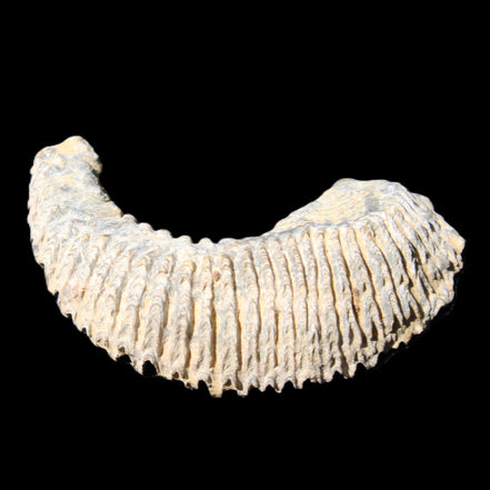 Zipper Oyster half from Madagascar 81*33*15mm 43g in sunlight - Rocks and Things Store
