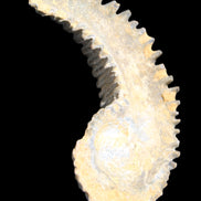 Zipper Oyster half from Madagascar 81*33*15mm 43g in sunlight - Rocks and Things Store