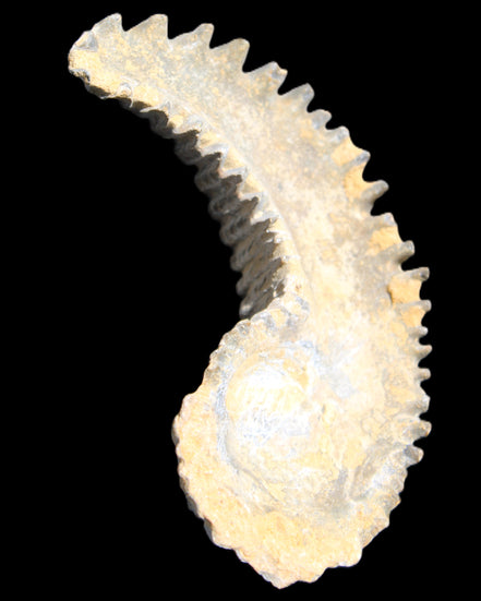 Zipper Oyster half from Madagascar 81*33*15mm 43g in sunlight - Rocks and Things Store
