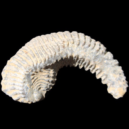 Zipper Oyster half from Madagascar 81*33*15mm 43g in sunlight - Rocks and Things Store