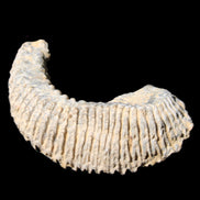 Zipper Oyster half from Madagascar 81*33*15mm 43g in sunlight - Rocks and Things Store