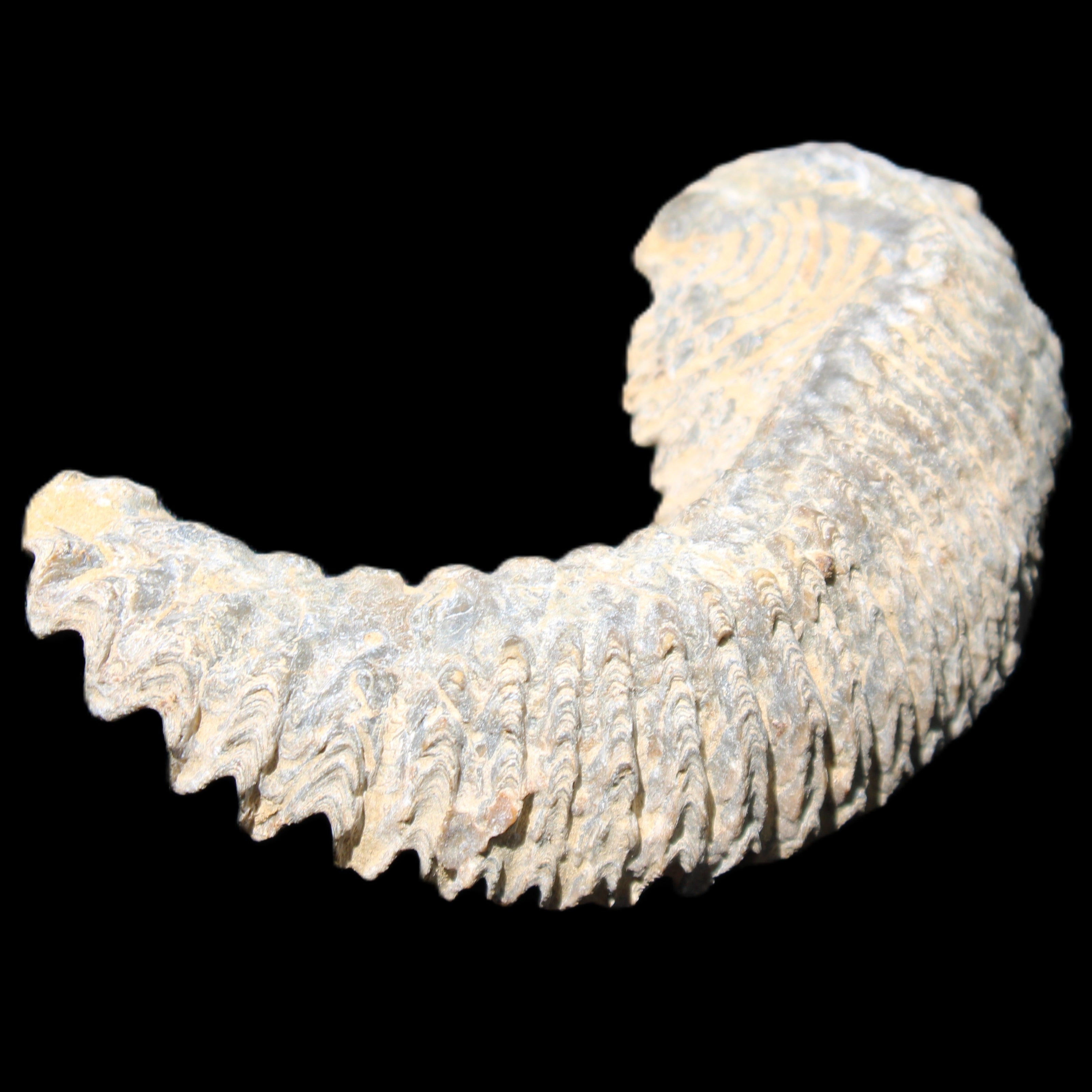Zipper Oyster half from Madagascar 81*33*15mm 43g in sunlight - Rocks and Things Store
