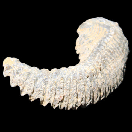 Zipper Oyster half from Madagascar 81*33*15mm 43g in sunlight - Rocks and Things Store
