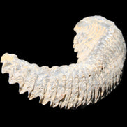 Zipper Oyster half from Madagascar 81*33*15mm 43g in sunlight - Rocks and Things Store