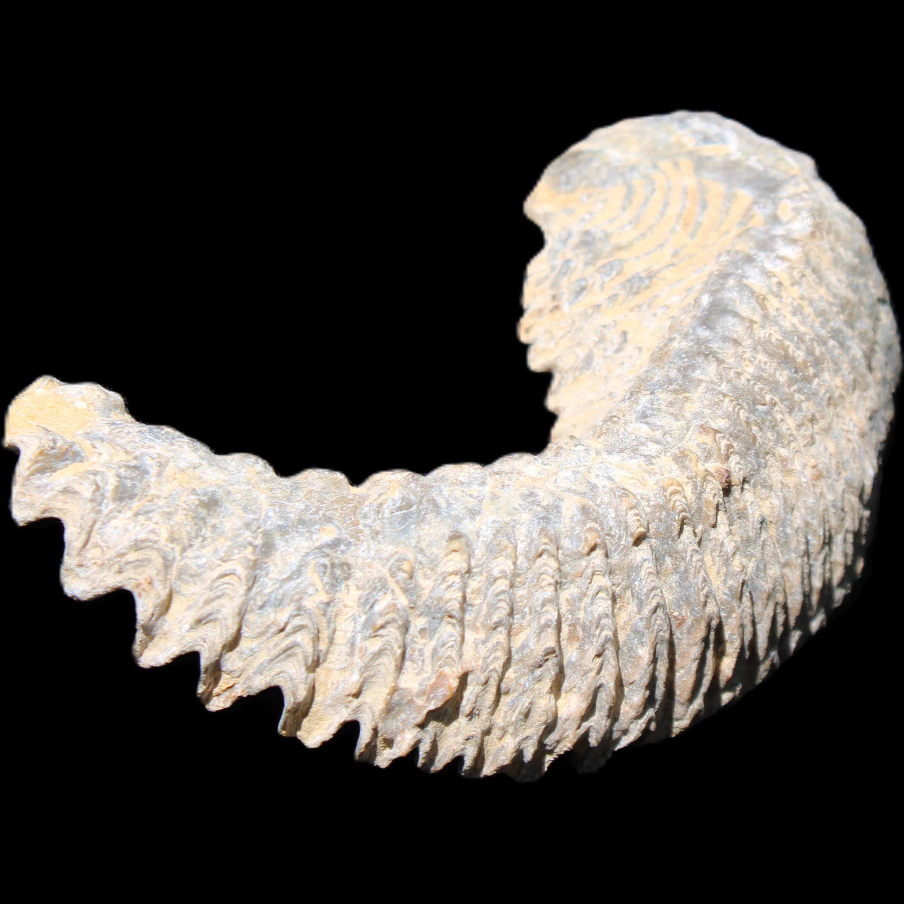 Zipper Oyster half from Madagascar 81*33*15mm 43g in sunlight - Rocks and Things Store