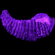 Zipper Oyster half from Madagascar 76*48*21mm 47g in UV light - Rocks and Things Store