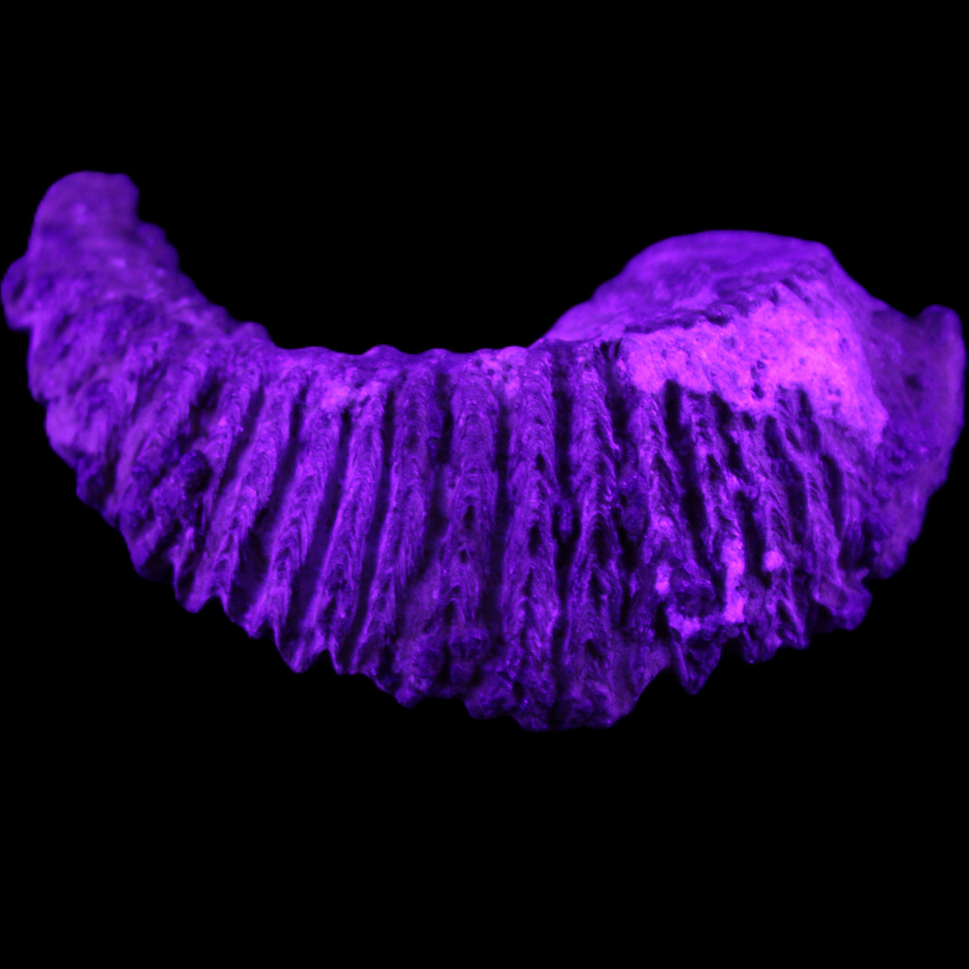 Zipper Oyster half from Madagascar 76*48*21mm 47g in UV light - Rocks and Things Store