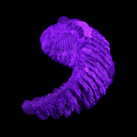 Zipper Oyster half from Madagascar 76*48*21mm 47g in UV light - Rocks and Things Store