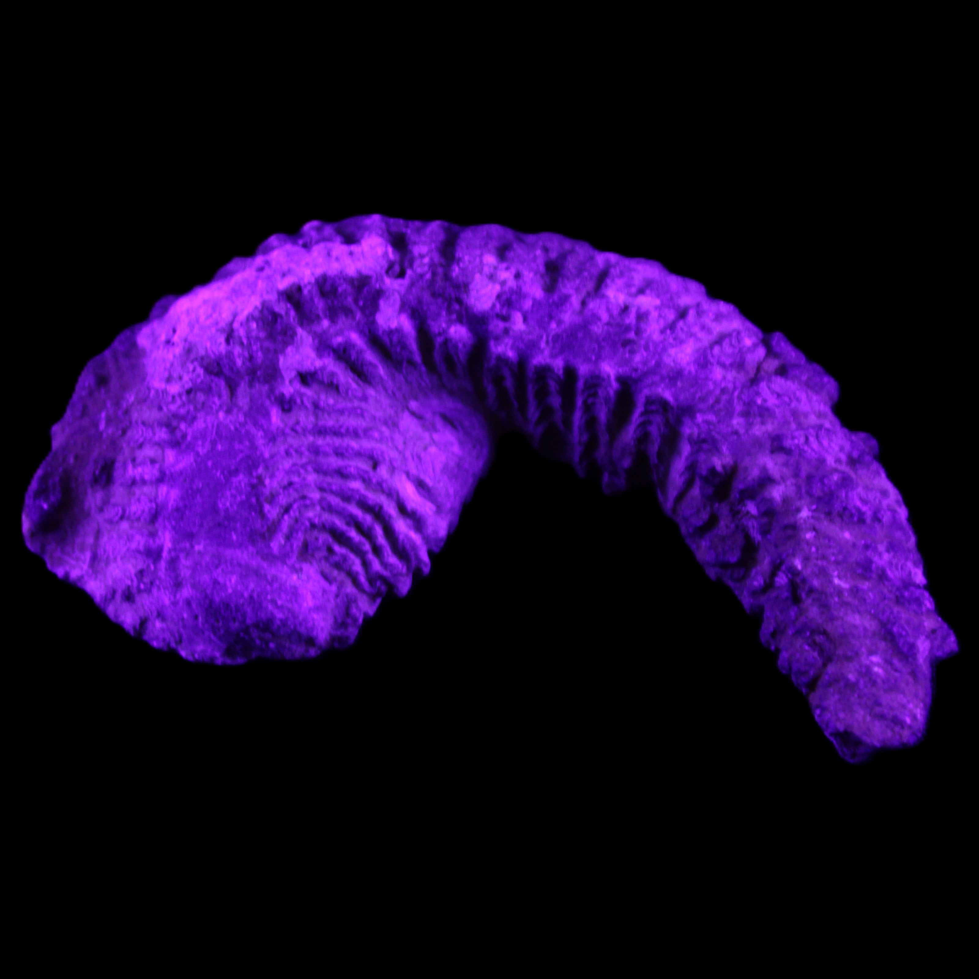 Zipper Oyster half from Madagascar 76*48*21mm 47g in UV light - Rocks and Things Store