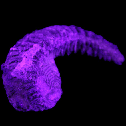 Zipper Oyster half from Madagascar 76*48*21mm 47g in UV light - Rocks and Things Store