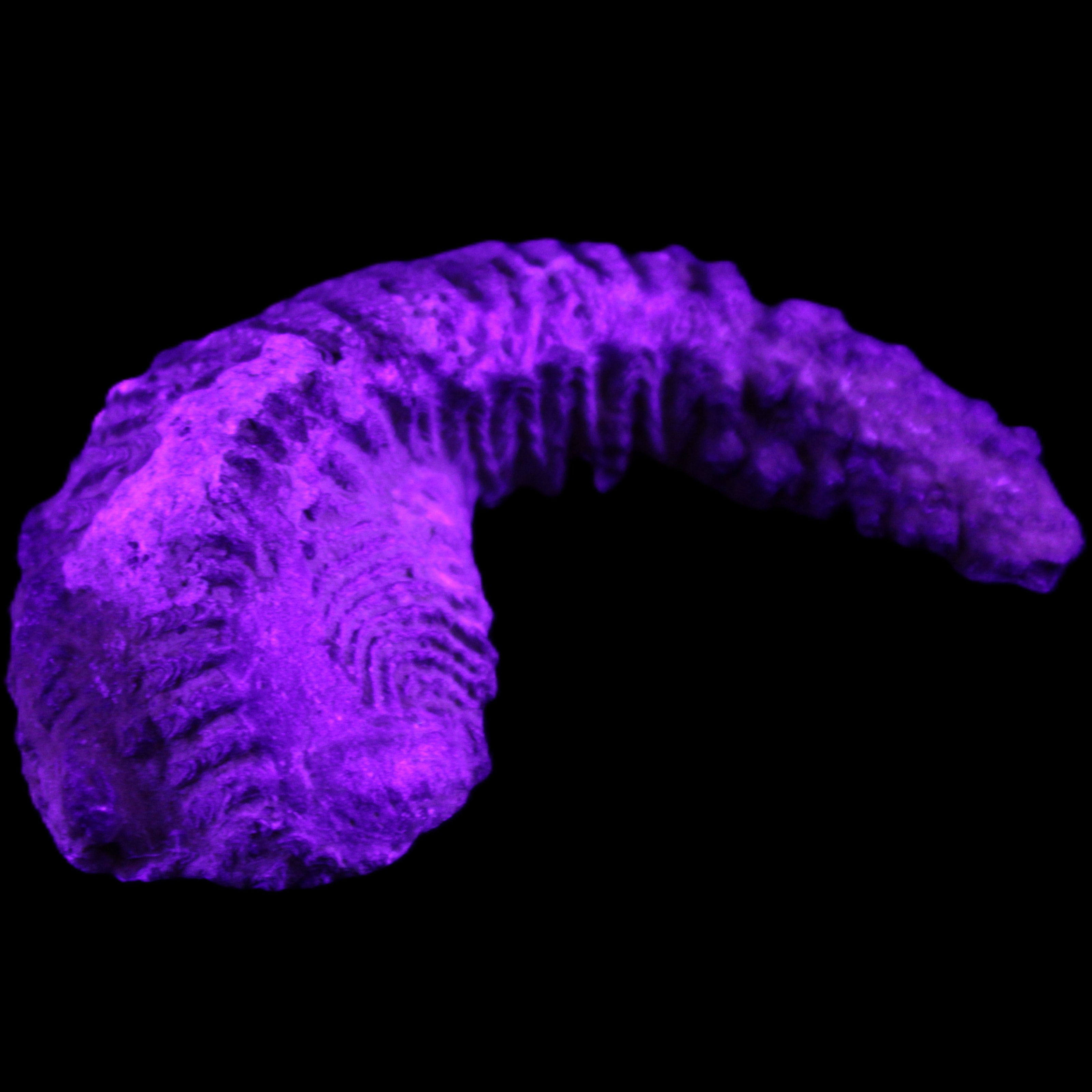 Zipper Oyster half from Madagascar 76*48*21mm 47g in UV light - Rocks and Things Store