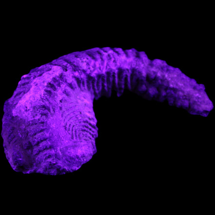 Zipper Oyster half from Madagascar 76*48*21mm 47g in UV light - Rocks and Things Store