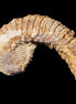 Zipper Oyster half from Madagascar 72+mm 42/47g in sunlight - Rocks and Things Store