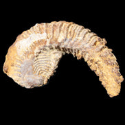 Zipper Oyster half from Madagascar 72+mm 42/47g in sunlight - Rocks and Things Store
