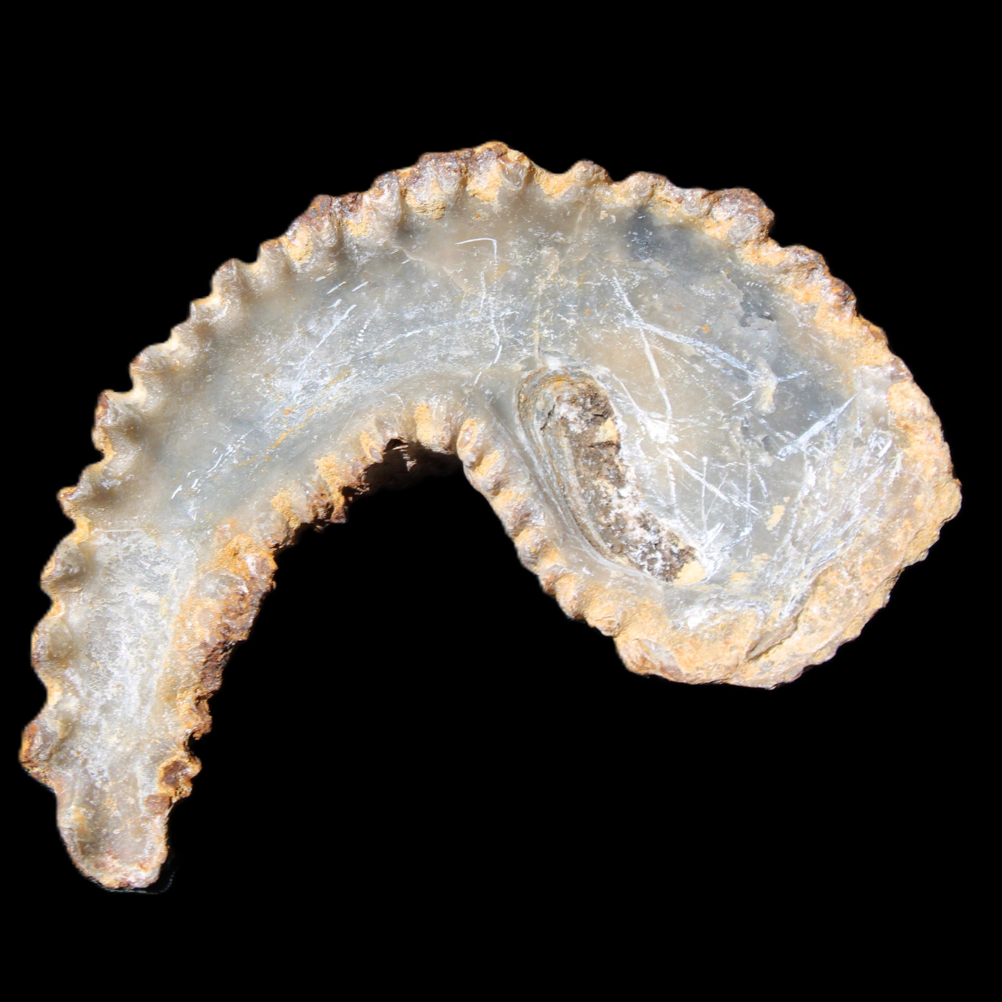 Zipper Oyster half from Madagascar 72+mm 42/47g in sunlight - Rocks and Things Store