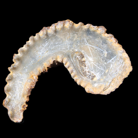 Zipper Oyster half from Madagascar 72+mm 42/47g in sunlight - Rocks and Things Store