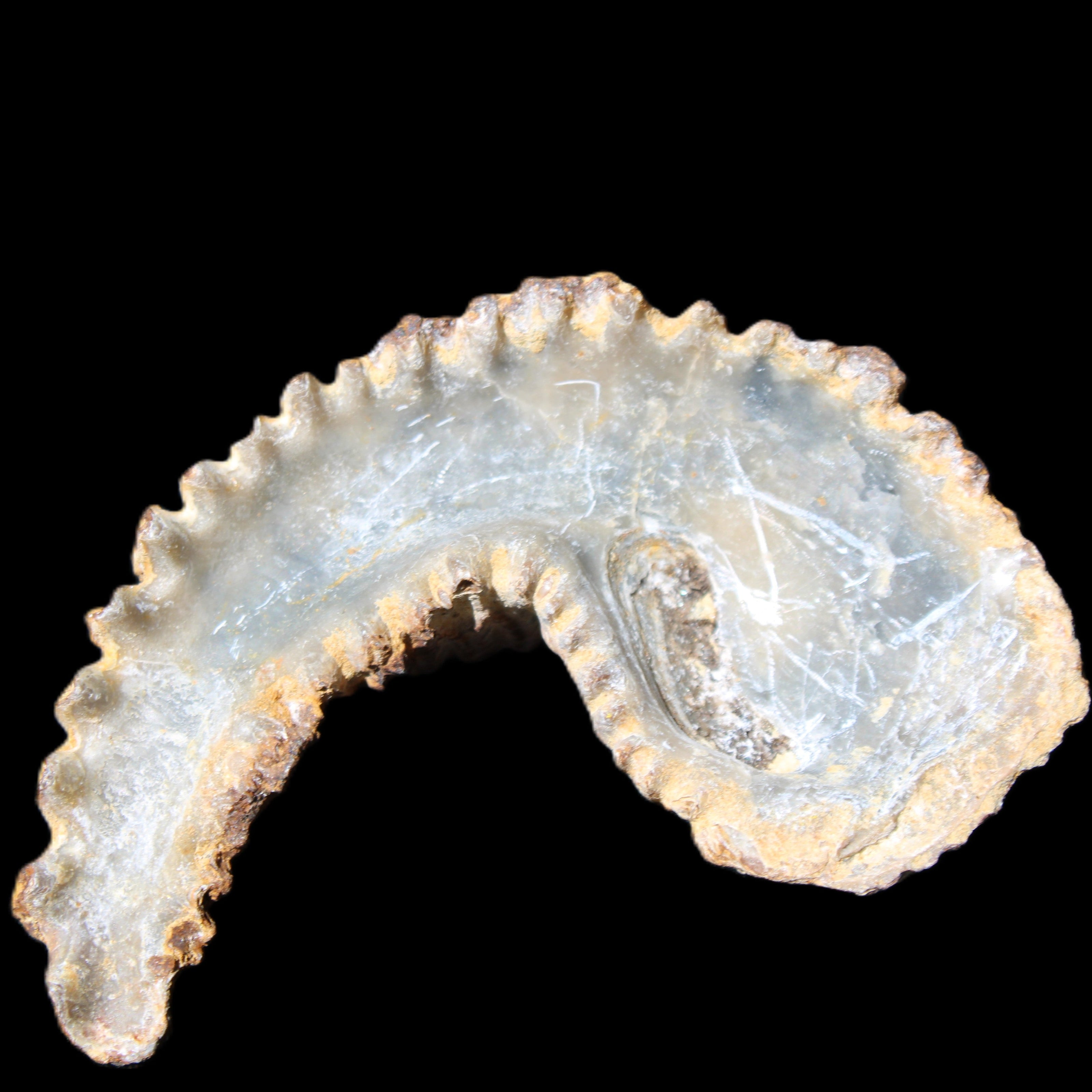 Zipper Oyster half from Madagascar 72+mm 42/47g in sunlight - Rocks and Things Store