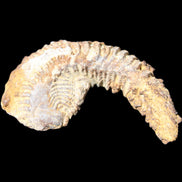 Zipper Oyster half from Madagascar 72+mm 42/47g in sunlight - Rocks and Things Store