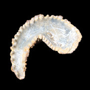 Zipper Oyster half from Madagascar 72+mm 42/47g in sunlight - Rocks and Things Store