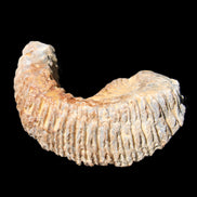Zipper Oyster half from Madagascar 71*44*15mm 42g in sunlight - Rocks and Things Store